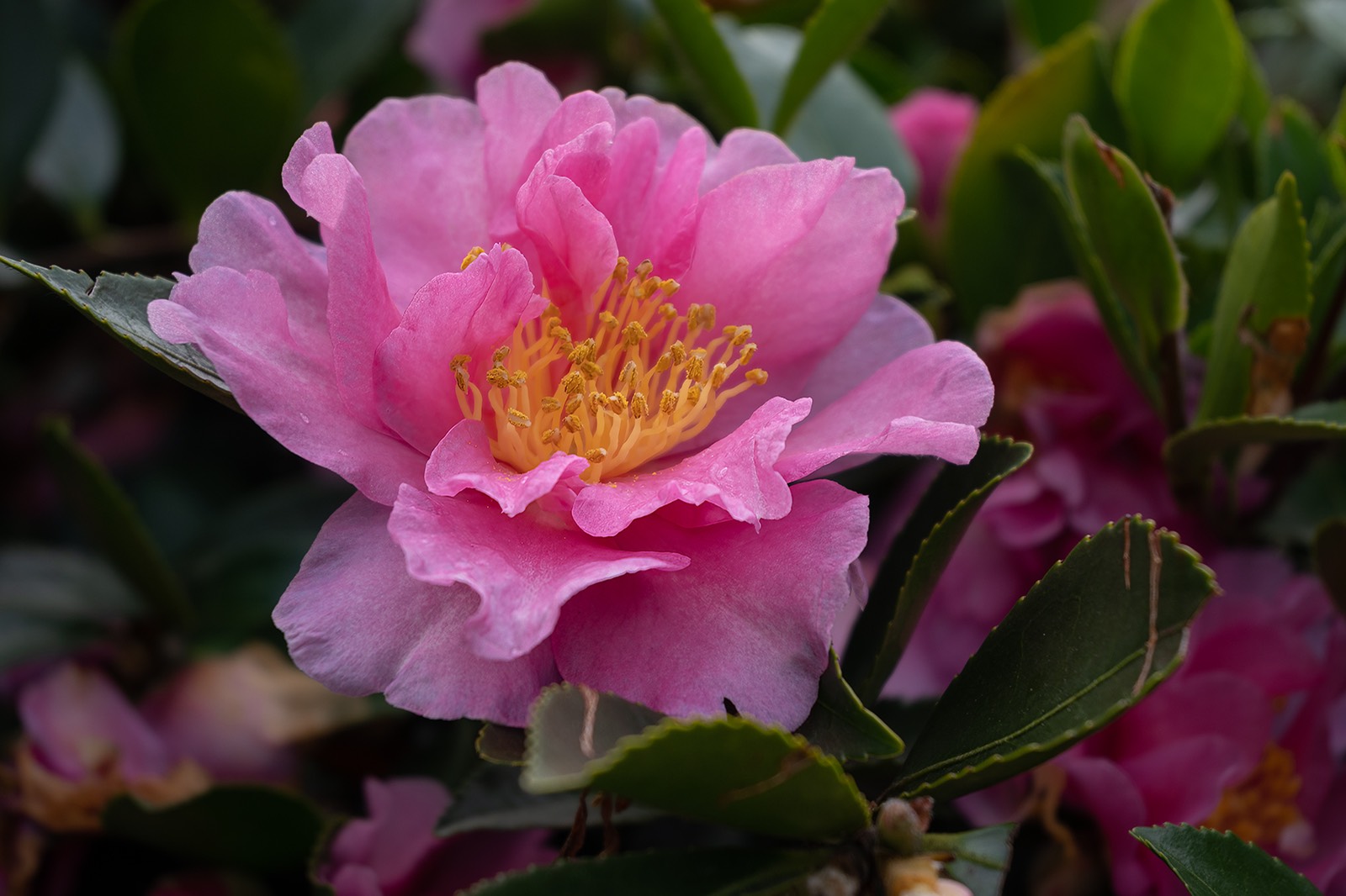 期間限定特価】 【pink camellia】 F-YZU60-G Panasonic 除湿機・乾燥